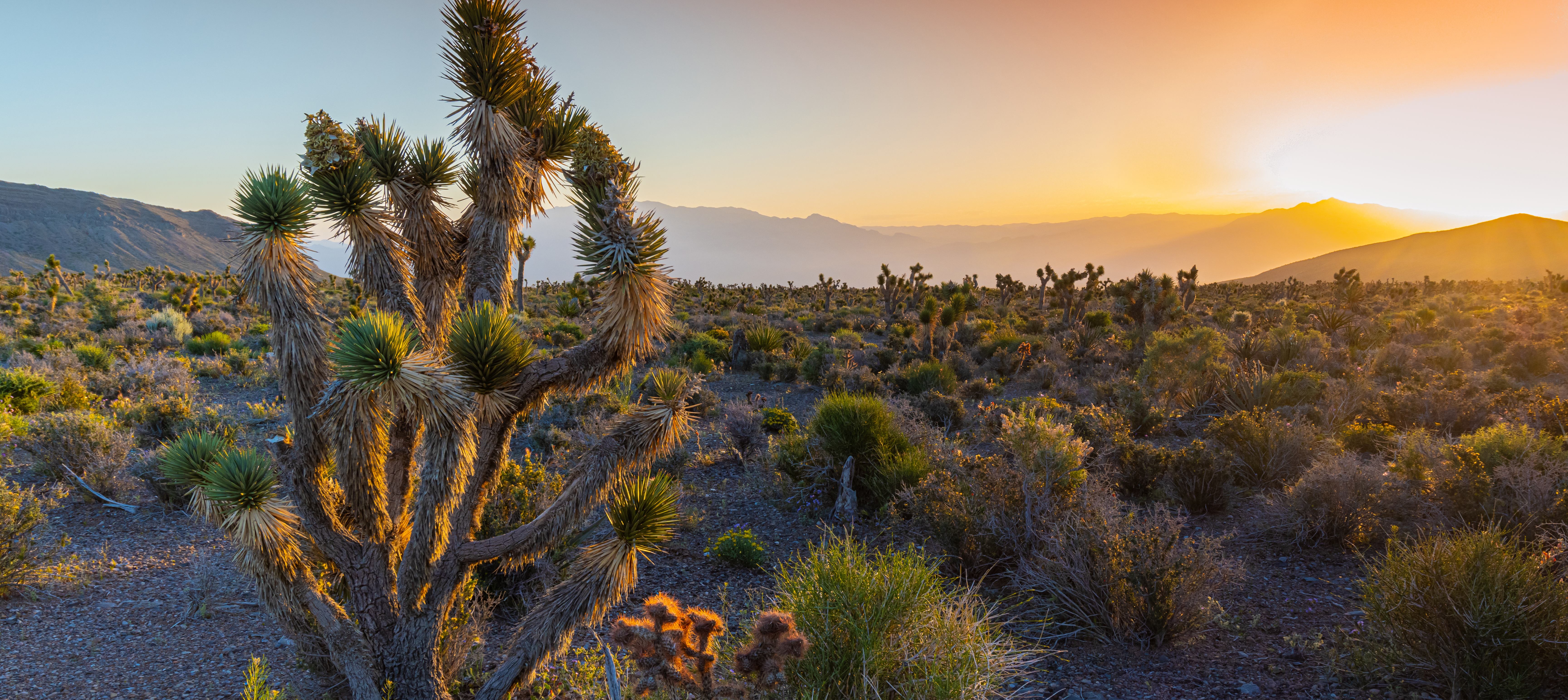 Sunrise on The Mojave Desert With The La Madre Mountains, Red Rock Canyon National Conservation Area, Nevada, USA